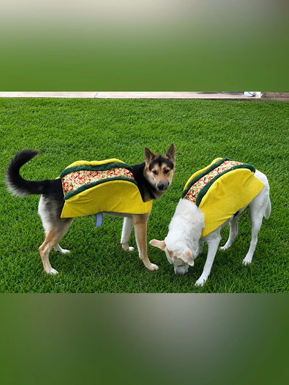 🌮 Taco ’Bout Adorable! Dog Taco Costume | Pet Halloween Outfit